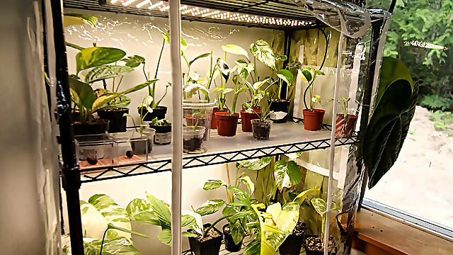 Moving My Plants Indoors